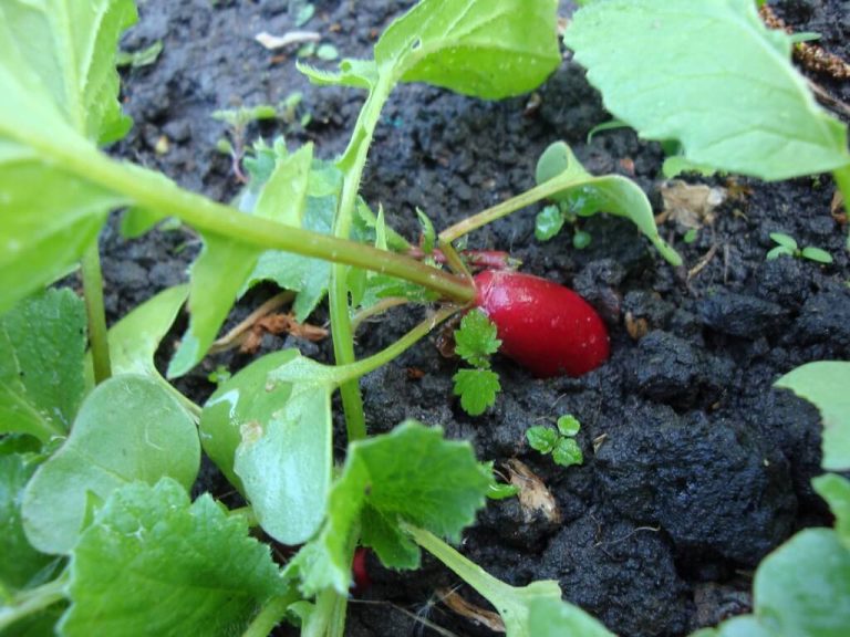 6 Radish Plant Growth Stages Maturity Process & Lifecycle