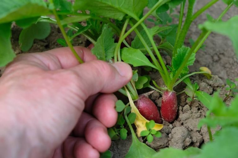 6 Radish Plant Growth Stages Maturity Process & Lifecycle