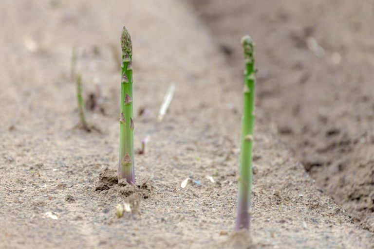 7 Common Asparagus Growing Stages (Tips & Care Guide)