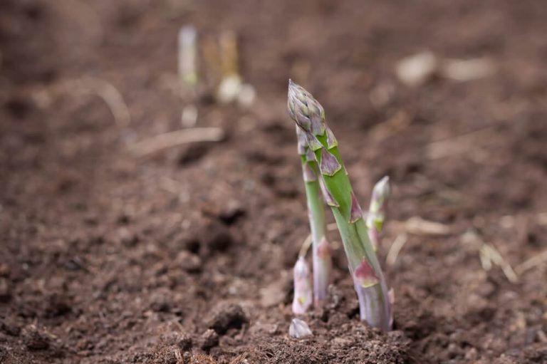 7 Common Asparagus Growing Stages (Tips & Care Guide)