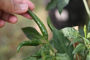 7 Chili Plant Growing Stages: The Ultimate Guide