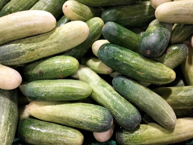 Why Are My Cucumbers White? Reasons & Fixes)