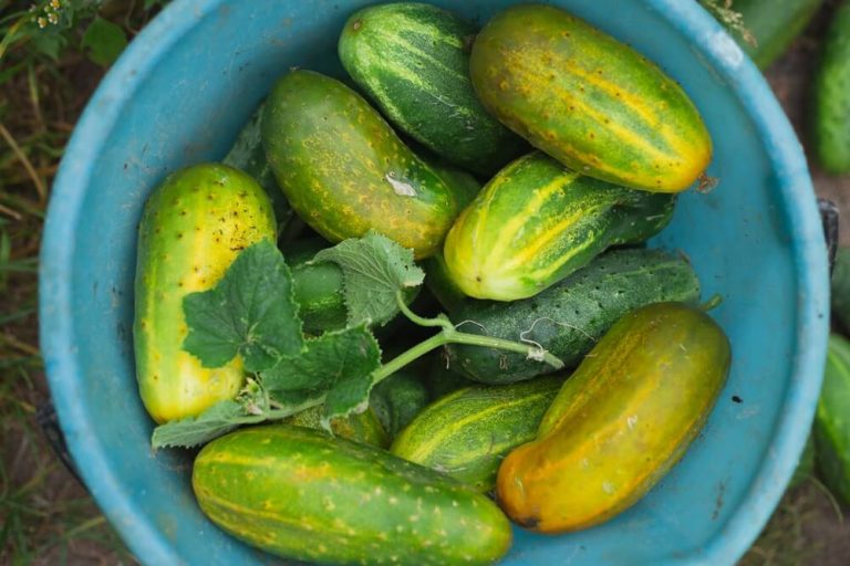 Why Are My Cucumbers Yellow And Fat? (Use These Fixes!)
