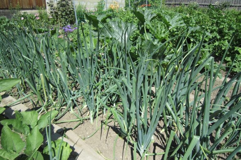6 Onion Growing Stages From Bulb Life Cycle & Problems