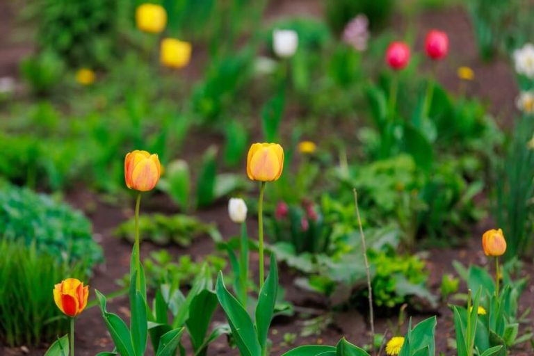 7 Different Stages of Tulip Growth Lifecycle & Process