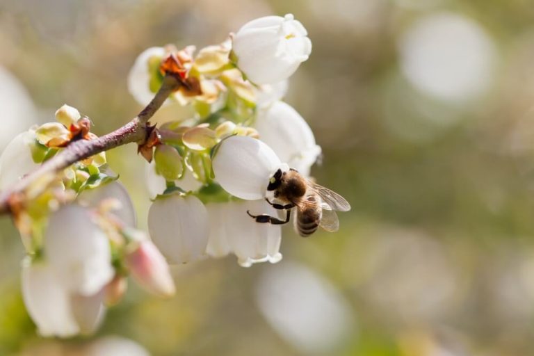 How To Grow Blueberries (From Bush To Bowl)