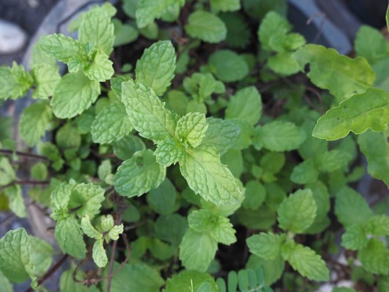 8 Reasons To Grow Mint