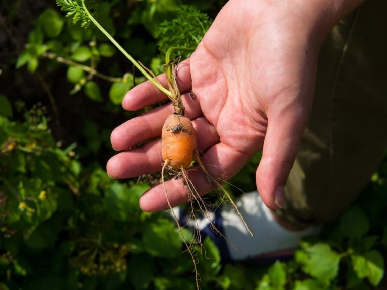 7 Best Tips For Growing Carrots