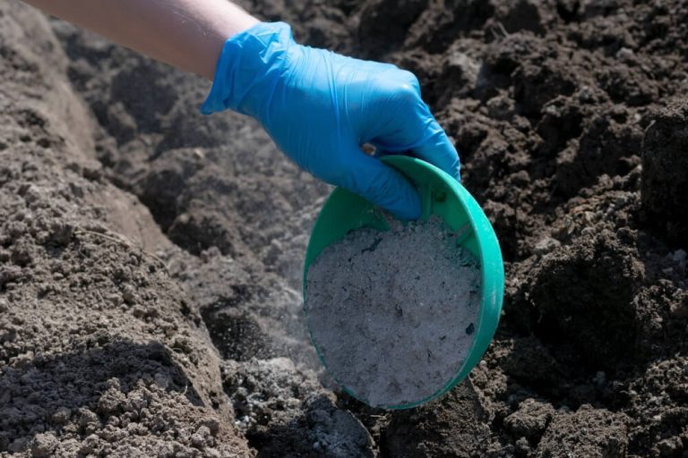 5 Wood Ash Uses For Tomato Plants To Maximize Your Crop