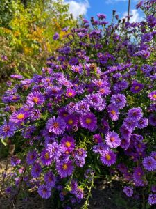How To Grow And Care For Asters (Complete Guide)