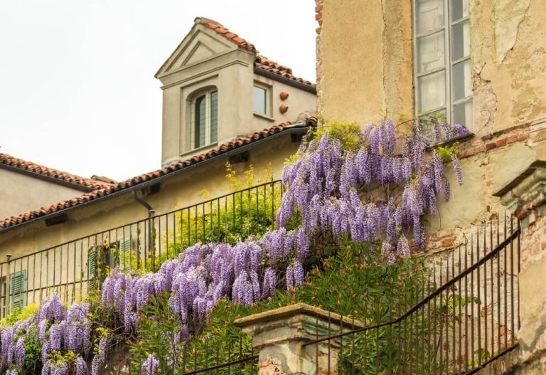How To Get Wisteria To Bloom (Solutions Explained)