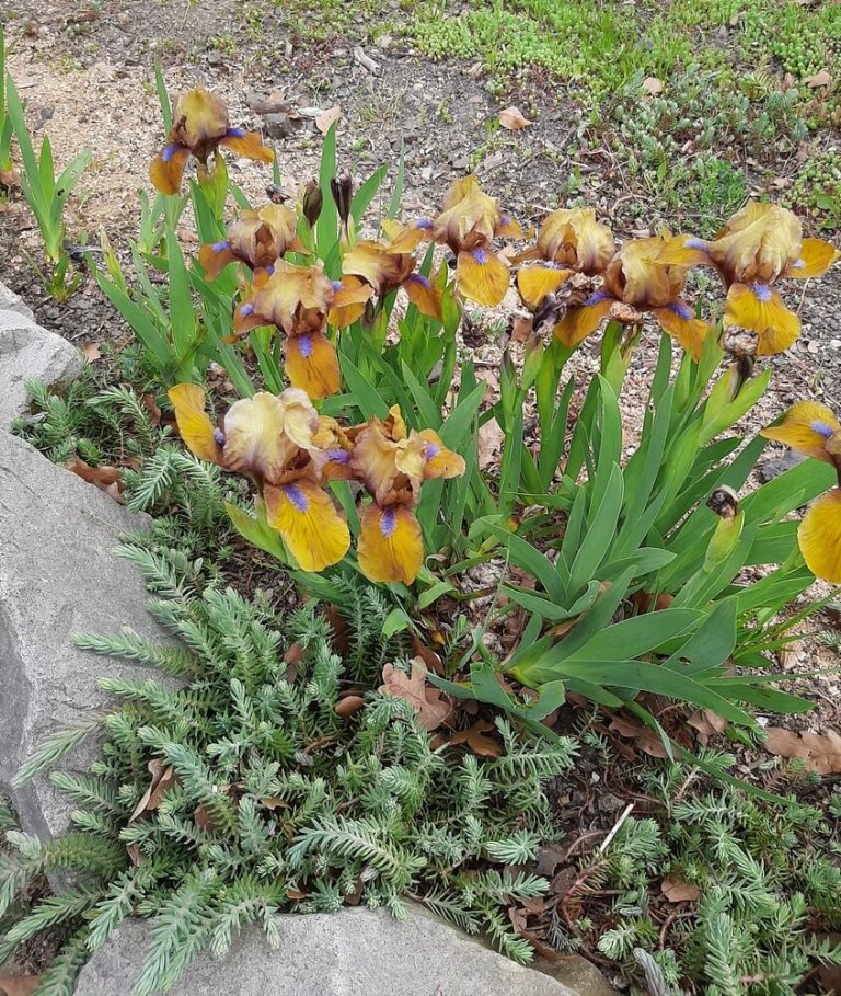How To Get Iris To Bloom (7 Problems & Solutions)