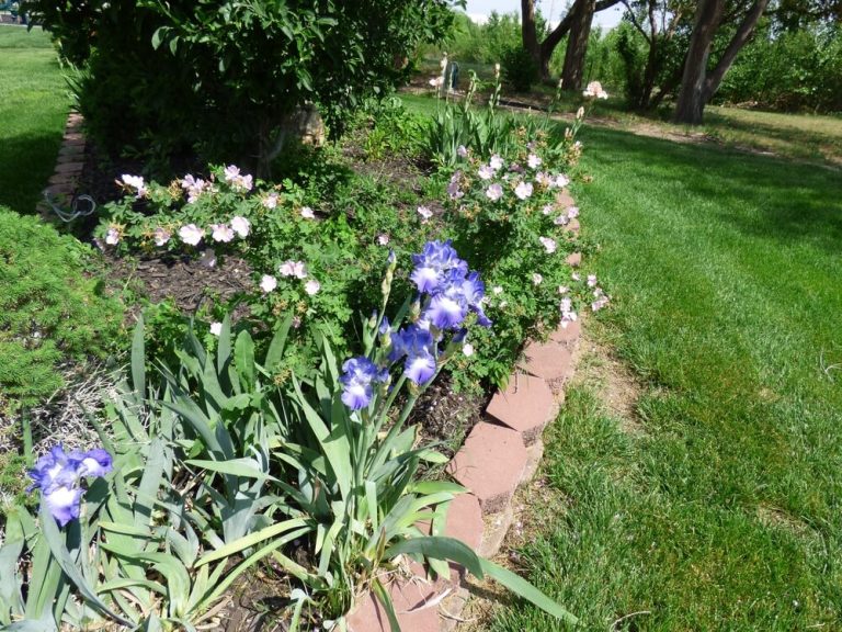 How To Get Iris To Bloom (7 Problems & Solutions)