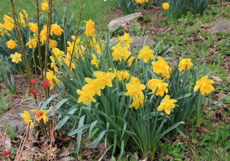 12 Fun Facts About Daffodils