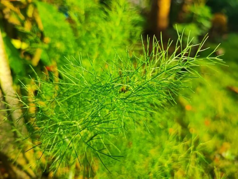 21 Tomato Companion Plants To Boost Growth