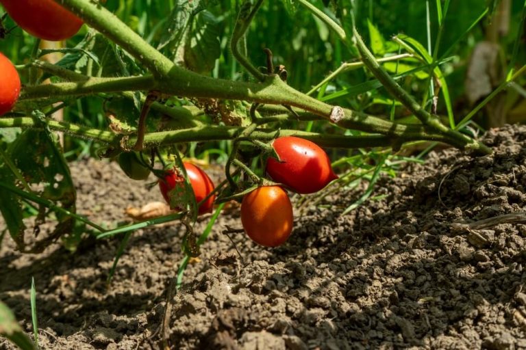 5 Wood Ash Uses For Tomato Plants To Maximize Your Crop