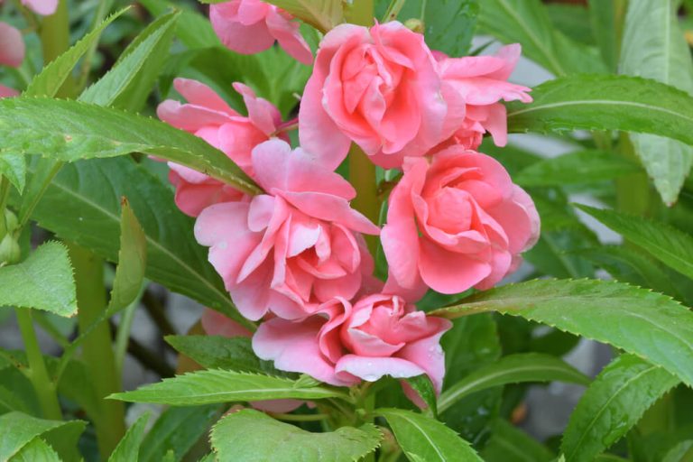 17 Gorgeous Flowers That Start With G (With Pictures)