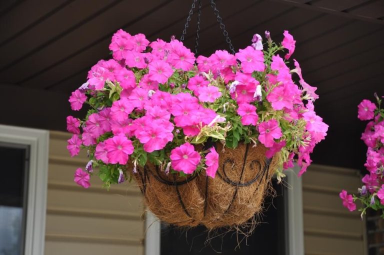 9 Best Plants For Hanging Baskets
