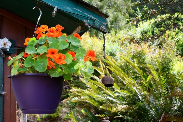 9 Best Plants For Hanging Baskets