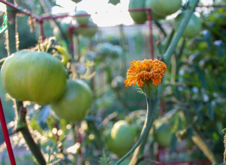 5 Reasons To Plant Marigolds With Tomato Plants (Explained + Tips)
