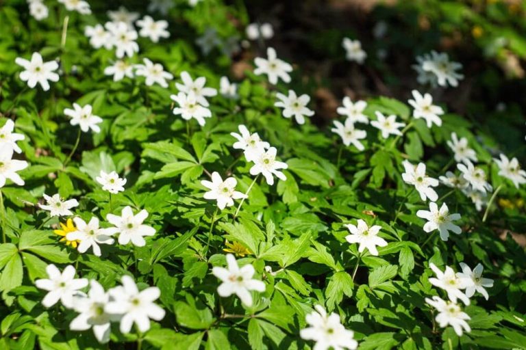 17 Best Plants For Under Pine Trees (Photos & Facts)