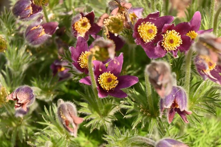 How To Grow Pasque Flowers (With 4 Additional Tips)