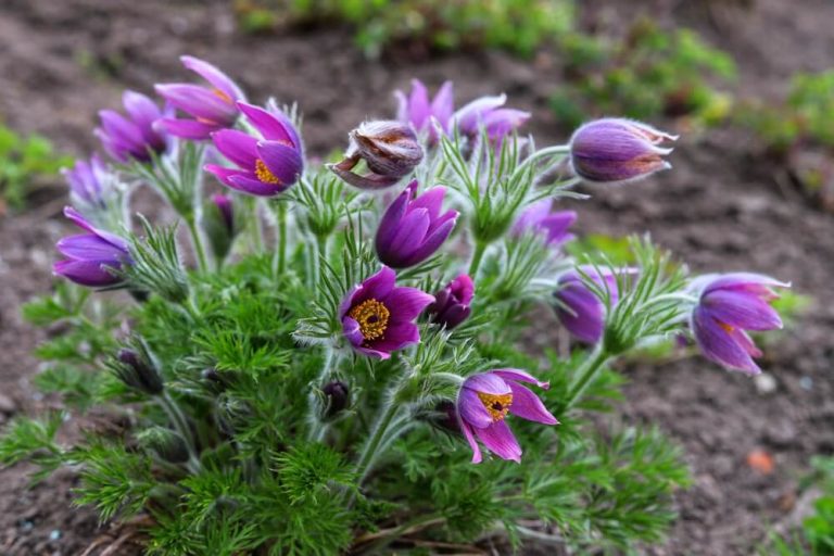 How To Grow Pasque Flowers (With 4 Additional Tips)