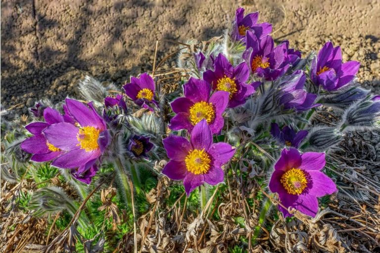 How To Grow Pasque Flowers (With 4 Additional Tips)