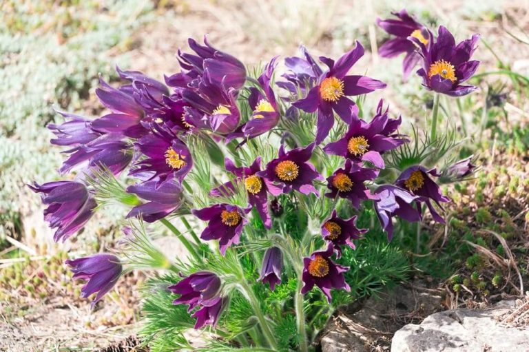 How To Grow Pasque Flowers (With 4 Additional Tips)