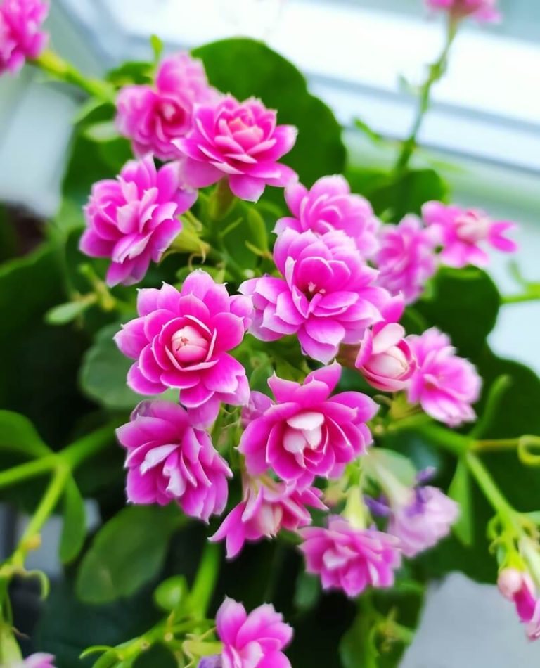 How To Get Kalanchoe To Bloom Guide)