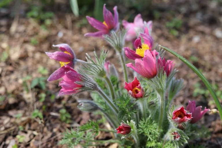 How To Grow Pasque Flowers (With 4 Additional Tips)