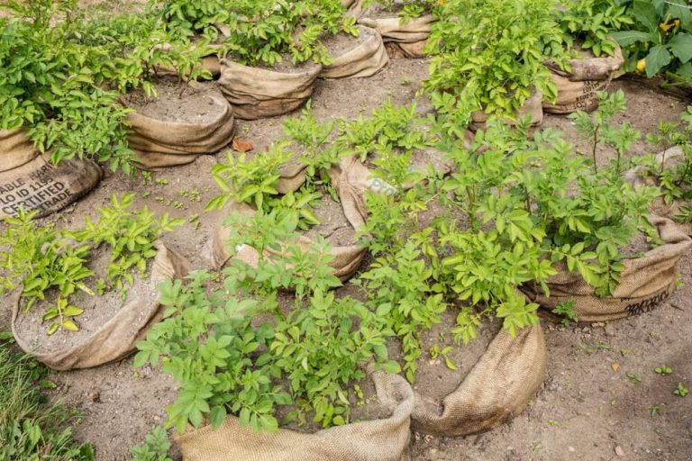 How To Grow Potatoes In Small Spaces For Large Harvest (Do This!)