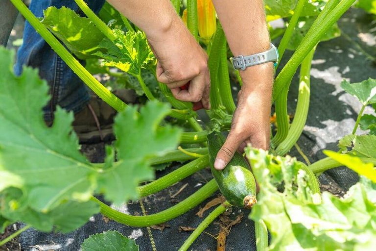 How To Prune & Stake Zucchini Guide)