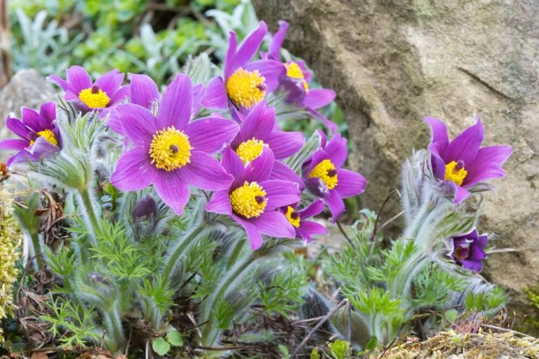 How To Grow Pasque Flowers (With 4 Additional Tips)