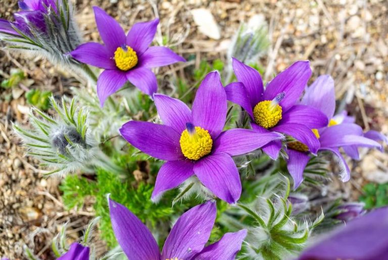 How To Grow Pasque Flowers (With 4 Additional Tips)