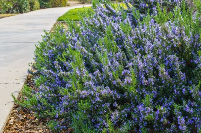 How To Grow A Rosemary Hedge Guide)