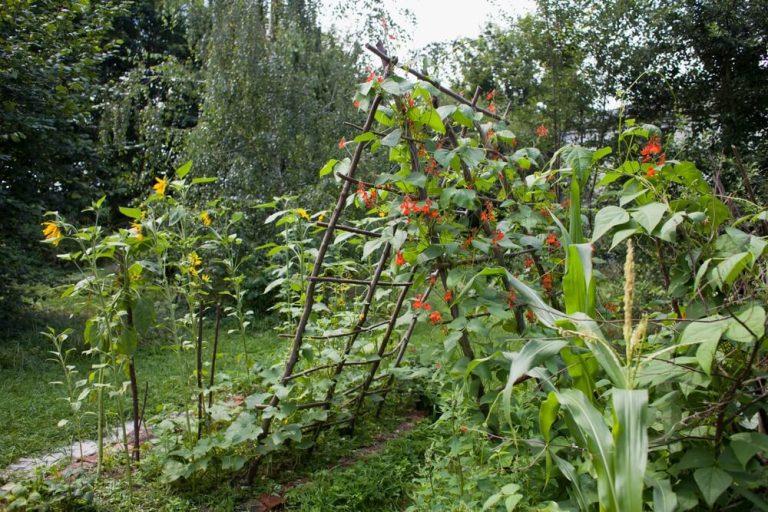 5 Best Companion Plants For Beans (And What To Avoid)