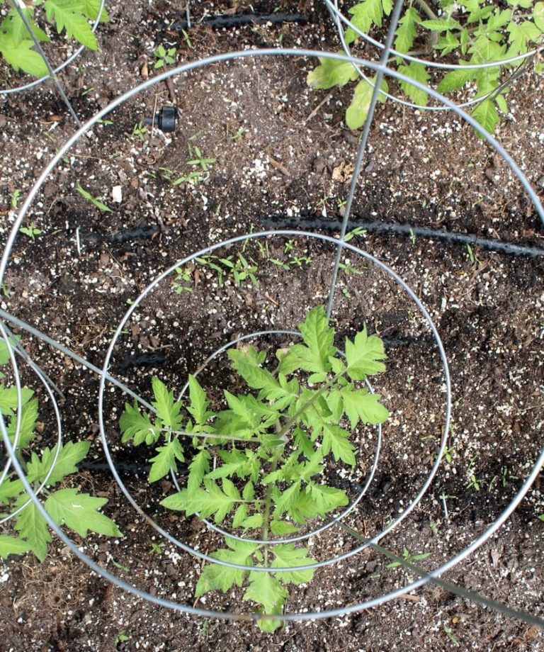 Tomato Cages The Ultimate Guide To Supporting Your Tomato Plants
