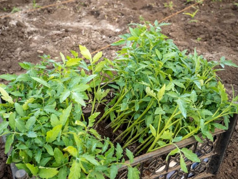 Planting Tomatoes Deep Or Sideways (Guides)