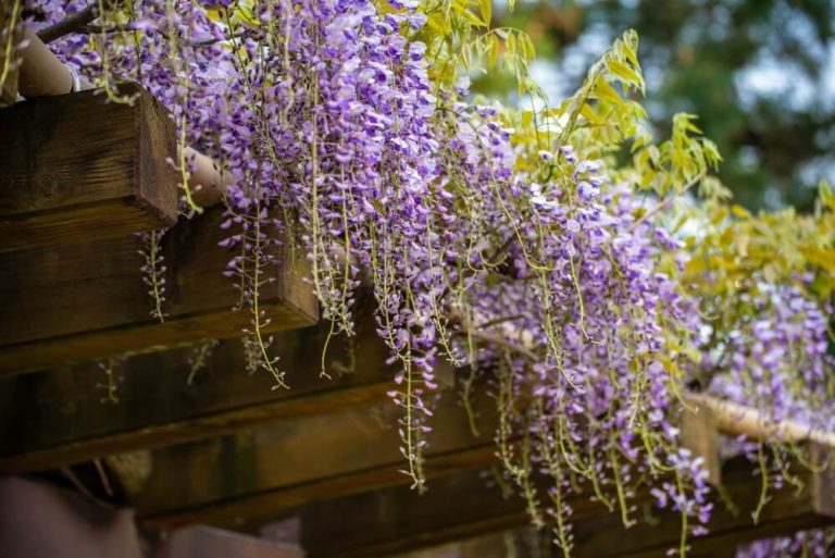 How To Get Wisteria To Bloom (Solutions Explained)
