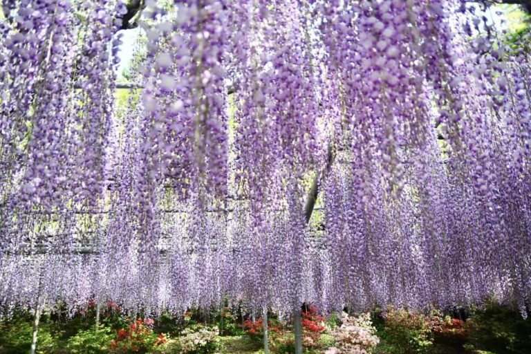 How To Get Wisteria To Bloom (Solutions Explained)