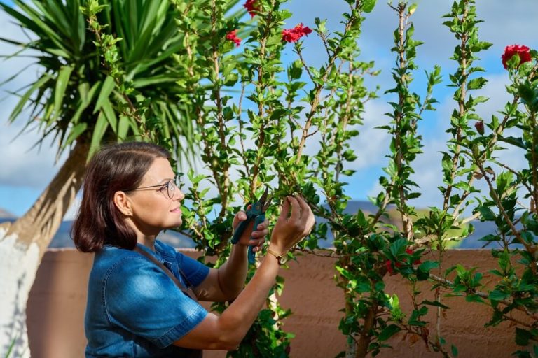 How To Prune Hibiscus (5 Methods For Beautiful Blooms)